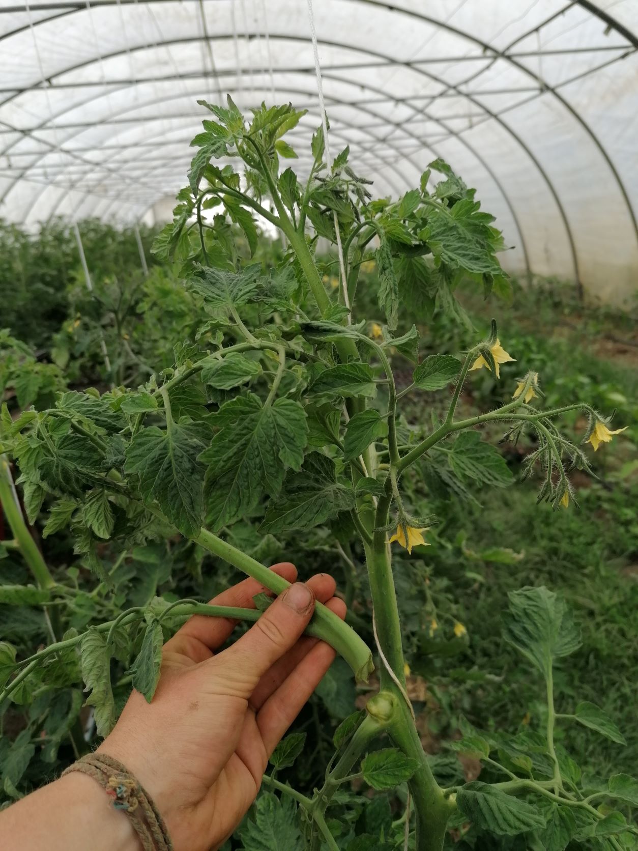 Tomaten-ausgeizen-klein