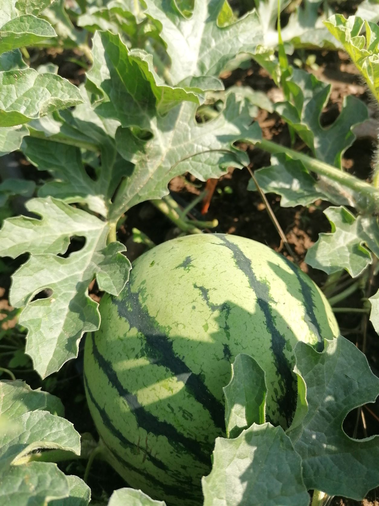 Wassermelone-kleiner